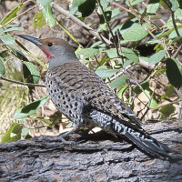 Red-shafted Flicker